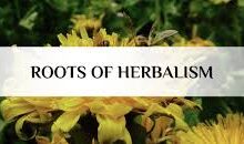 Herbalism refers to folk and traditional medicinal practice based on the use of plants and plant extracts