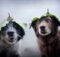 The pros make it look easy, but anyone who has ever tried to photograph an unpredictable creature like a cat or a dog knows it is anything but